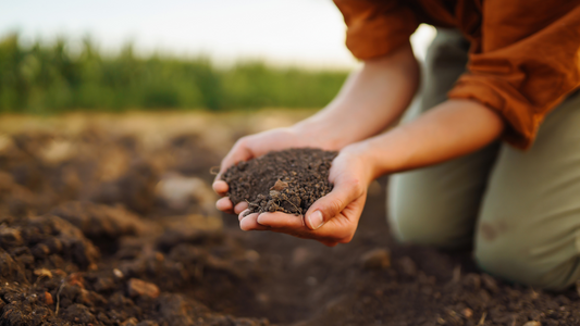 A Green Thumb's Guide: Top Composting Tips for a Thriving Garden