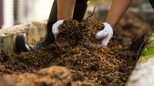 Composting and Why It’s Important for the Environment