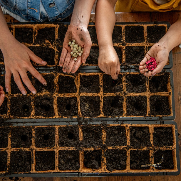 Hands planting seeds in nutrient-rich compost made from food scraps for sustainable gardening.